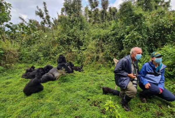 Honeymoon on a Gorilla Trek