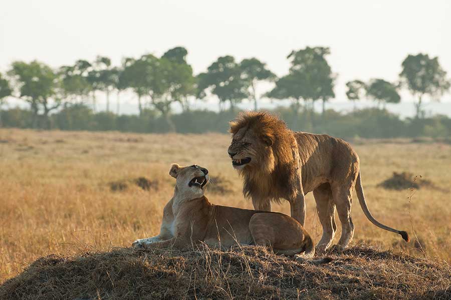 Ngorongoro Crater: Exploring Africa’s Natural Wildlife Eden