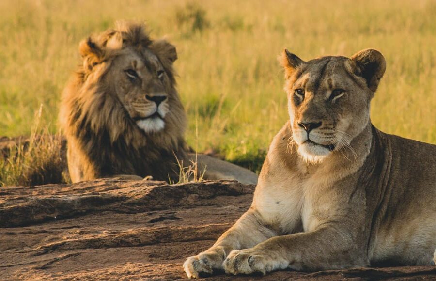 Serengeti National Park: The Heart of Tanzania Wildlife Safaris