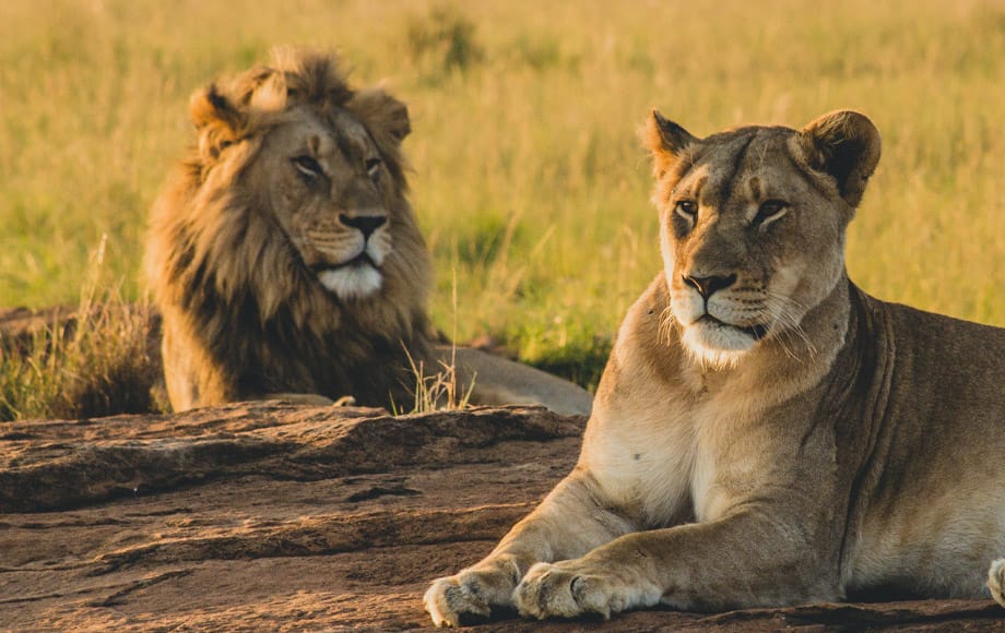 Serengeti National Park: The Heart of Tanzania Wildlife Safaris