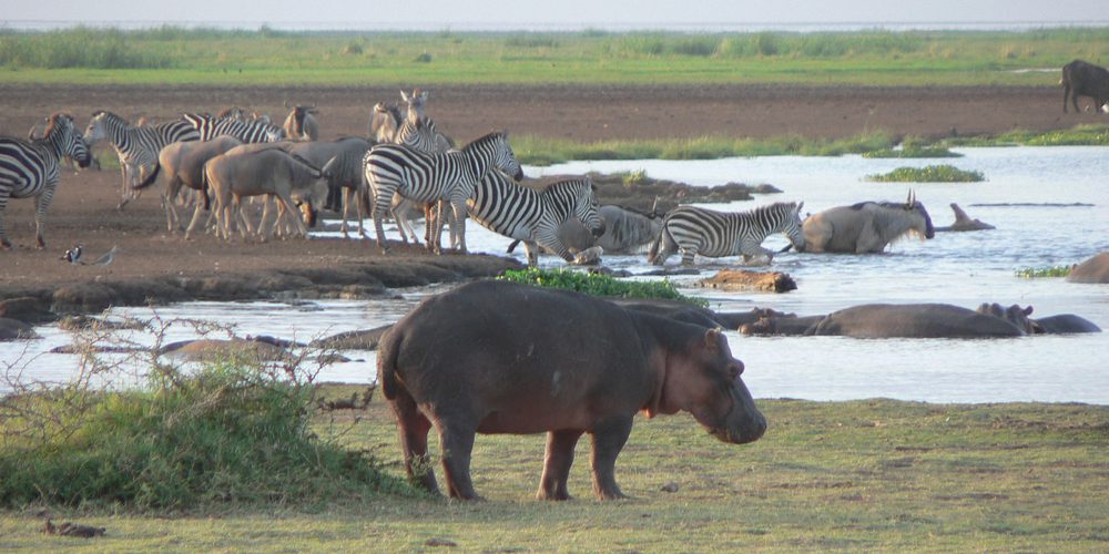 Serengeti National Park: The Heart of Tanzania Wildlife Safaris