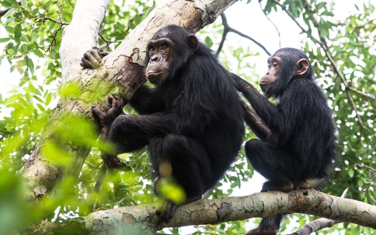 Tanzania Chimpanzees