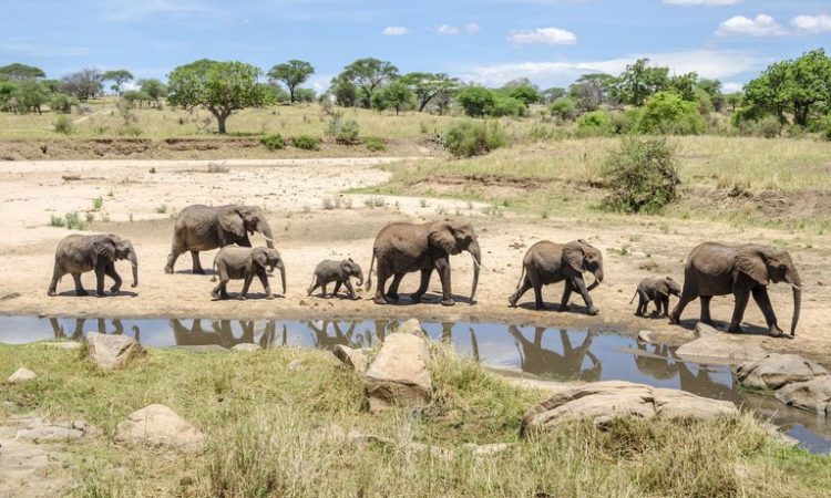 Tanzania vs Kenya: Which Country Offers the Best Wildlife Safaris?