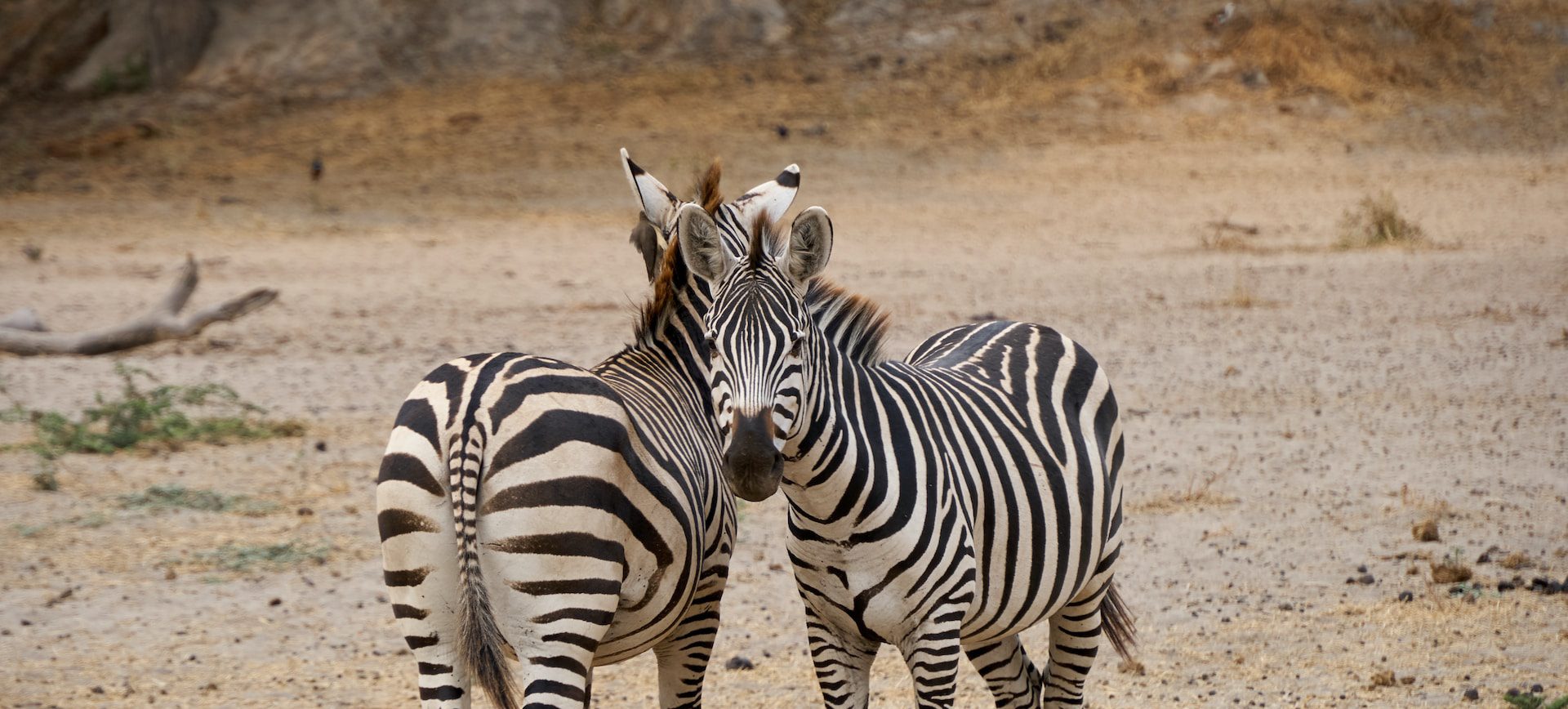 Tanzania vs Kenya: Which Country Offers the Best Wildlife Safaris?