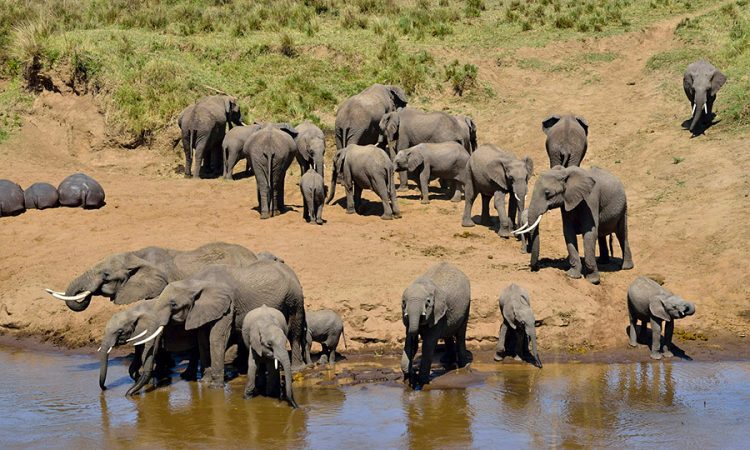 Tarangire National Park: Tanzania’s Elephant Paradise