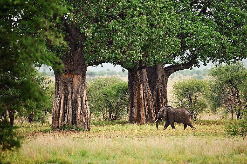 Tarangire National Park: Tanzania’s Elephant Paradise