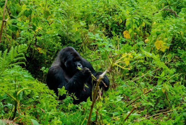The 2-Day Express Luxury Gorilla Trek Experience