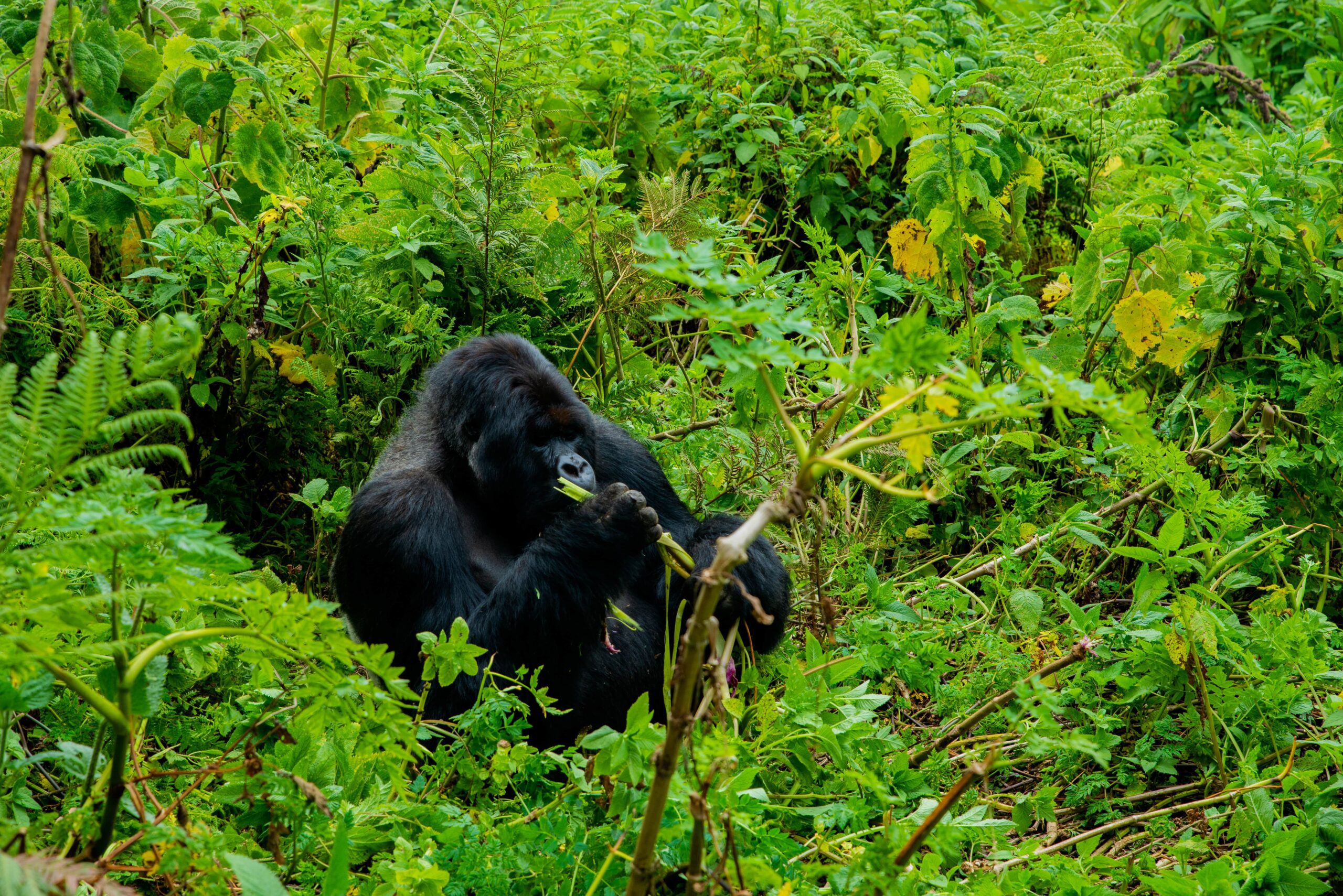 The 2-Day Express Luxury Gorilla Trek Experience