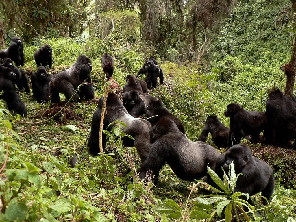 The 2-Day Express Luxury Gorilla Trek Experience
