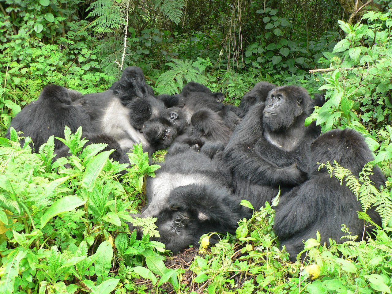 The 2-Day Express Luxury Gorilla Trek Experience