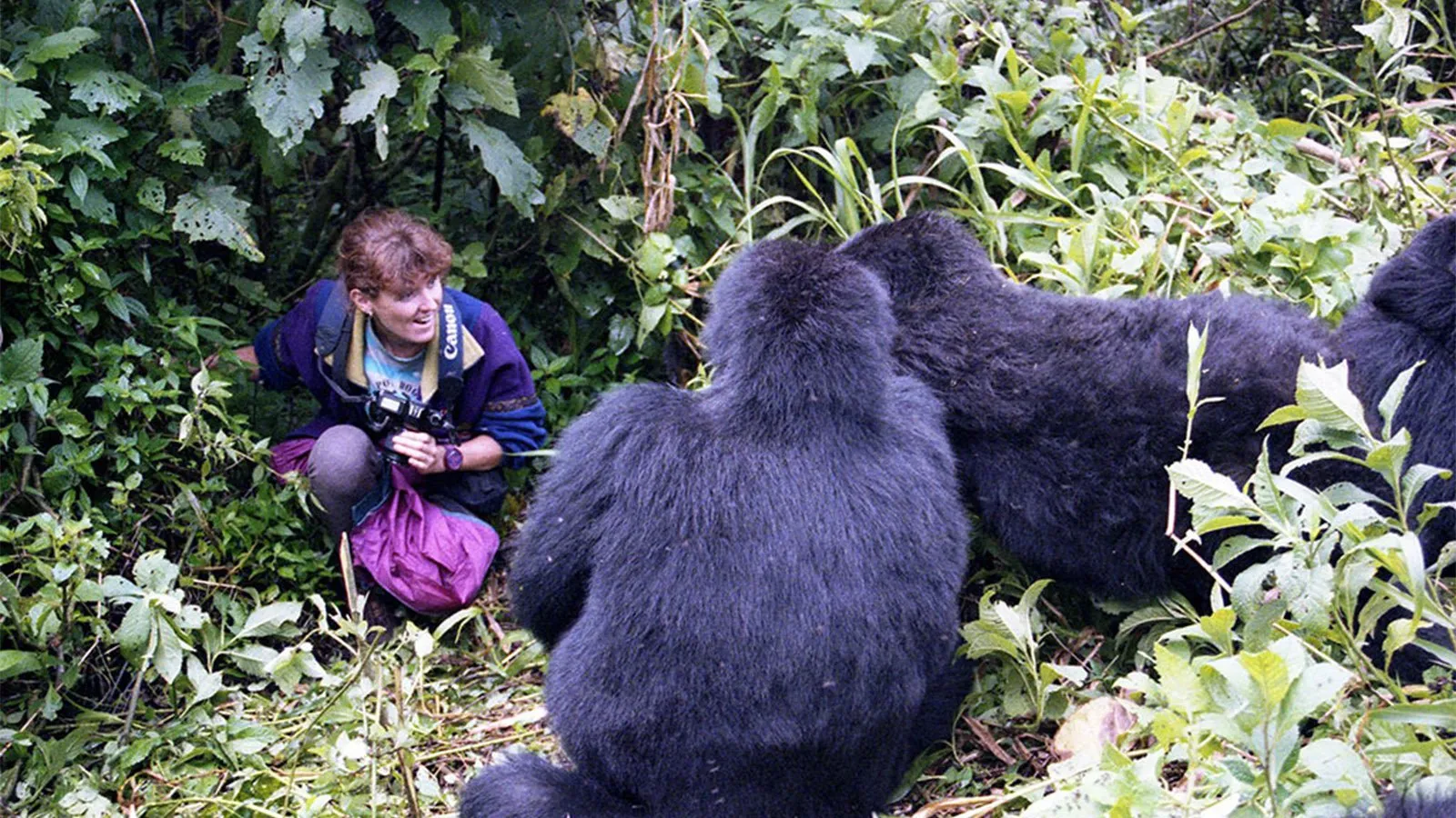 The 2-Day Express Luxury Gorilla Trekking Experience