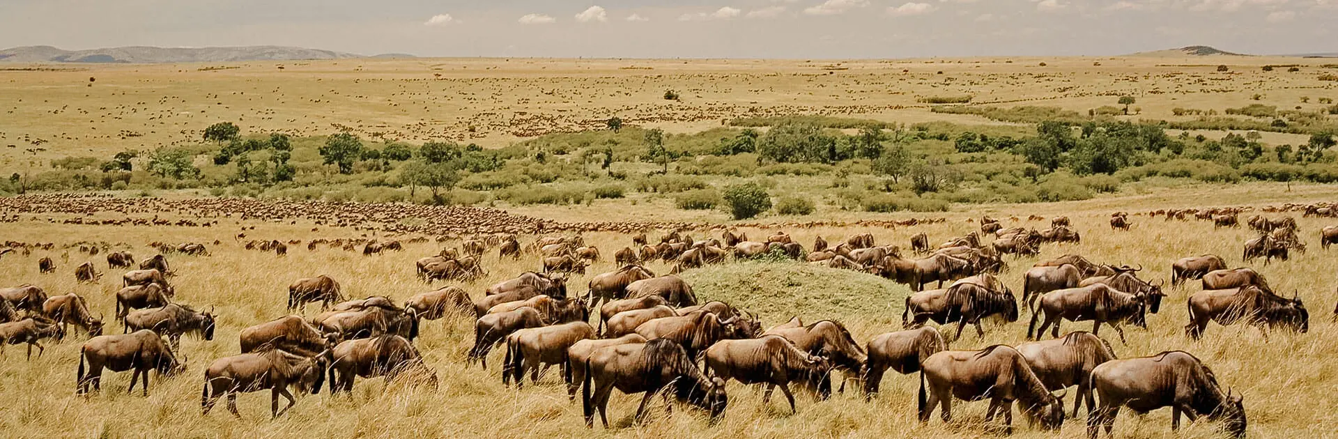 The Great Migration: A Traveller’s Guide to Tanzania’s Greatest Wildlife Event