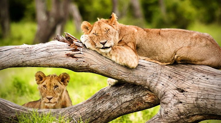 The Ultimate Guide to Wildlife Safaris in Tanzania