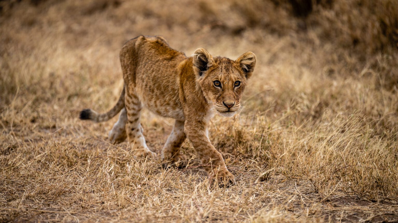 The Ultimate Guide to Wildlife Safaris in Tanzania