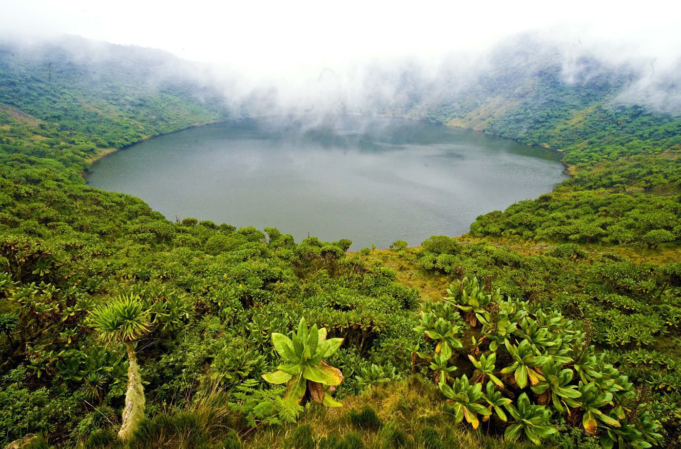 VEGETATION OF VOLCANOES NATIONAL PARK.