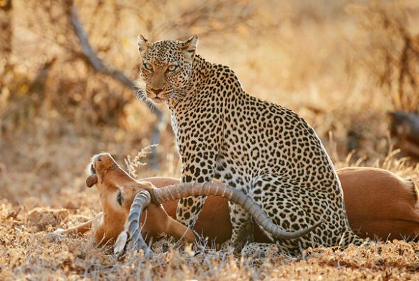 What to Expect on Your First Tanzania Safari Adventure