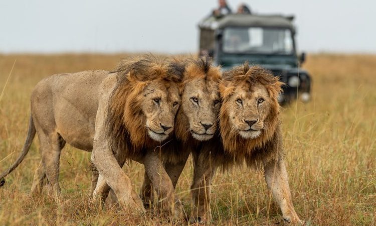 Why Tanzania Is Africa’s Premier Big Five Safari Destination