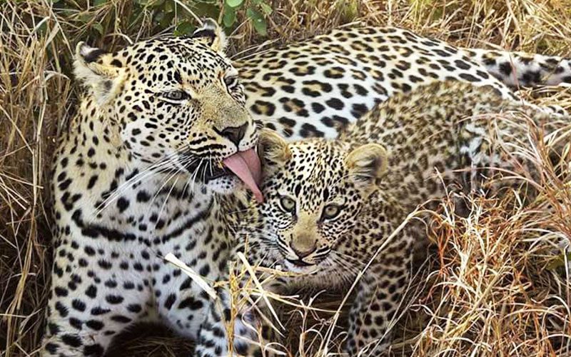 Wilderness Holidays in Tanzania