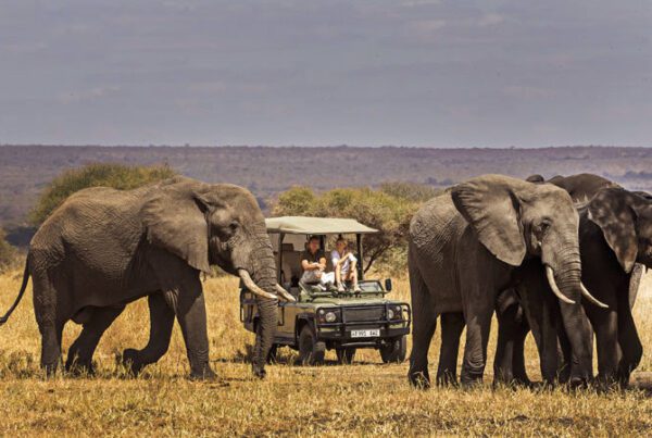 Wildlife Safaris in Tanzania: How to Choose the Right Itinerary