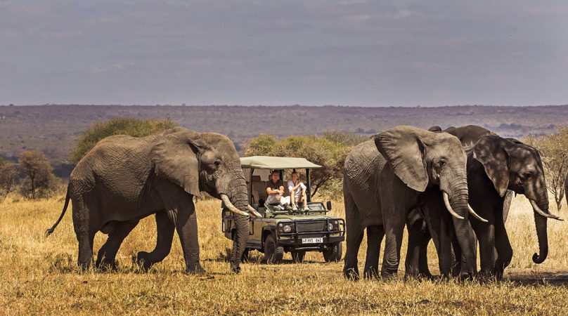 Wildlife Safaris in Tanzania: How to Choose the Right Itinerary