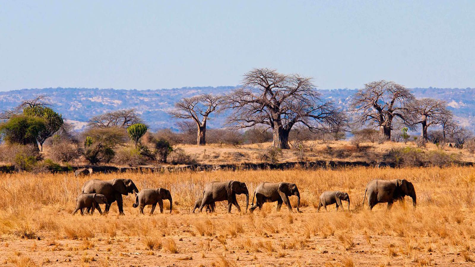 Wildlife Safaris in Tanzania: How to Choose the Right Itinerary
