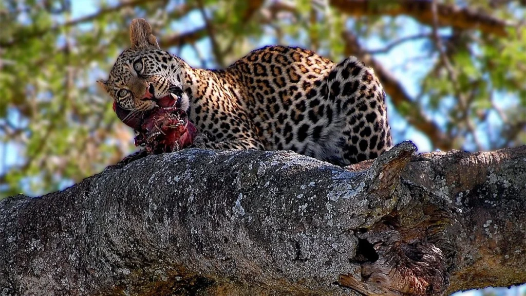 Wildlife Tour Tanzania