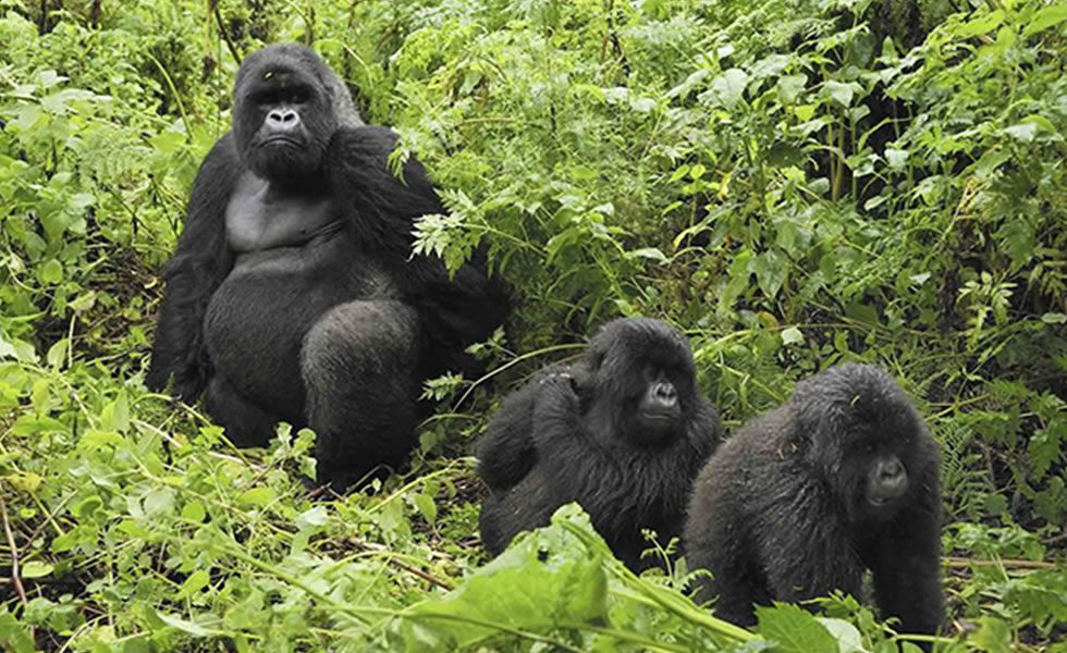 Wildlife in Rwanda
