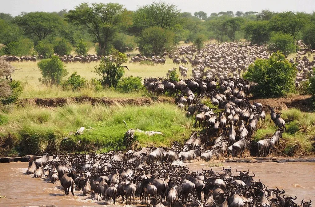 Wildlife in Tanzania