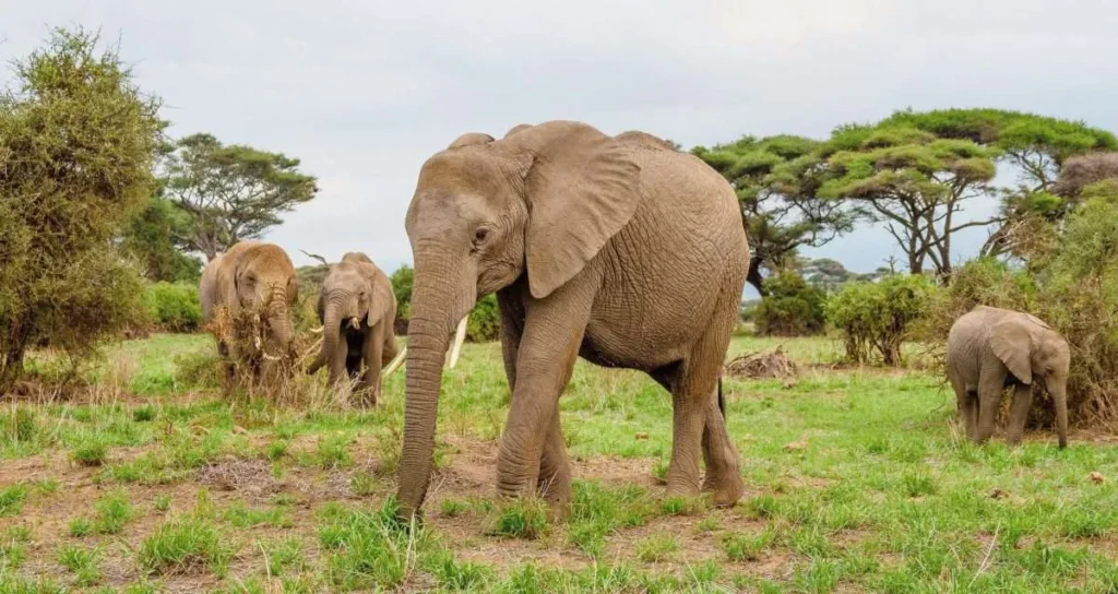 Wildlife in Tanzania