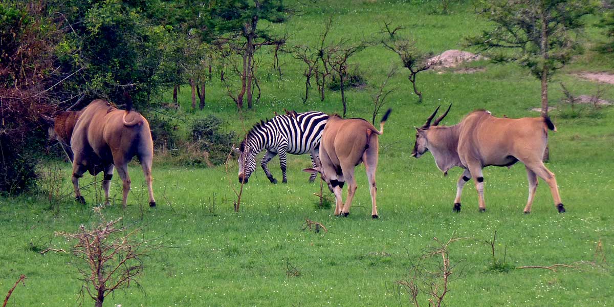 Wildlife in Uganda