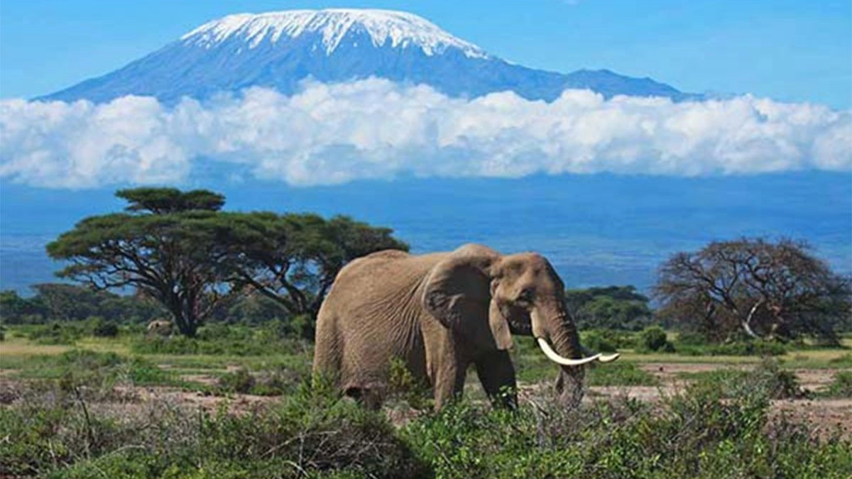 Wildlife safari Tanzania reviews