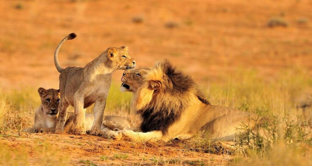 Wildlife tours Tanzania