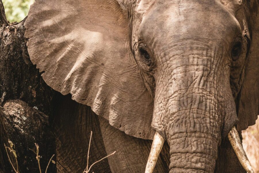 widlife safaris tanzania