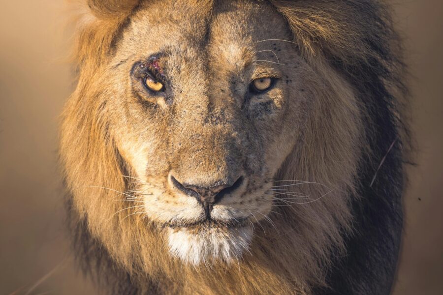 widlife safaris tanzania