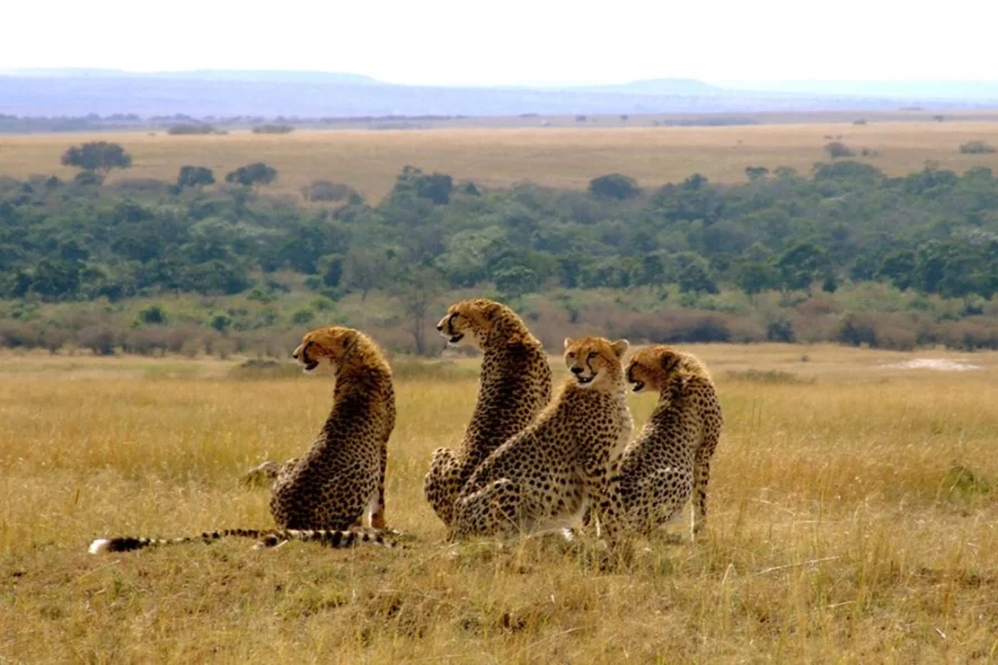 masa mara 1 Masai Mara National Reserve