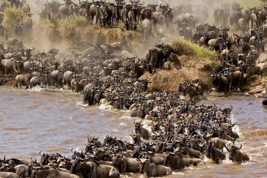 masai mara 1 Masai Mara National Reserve