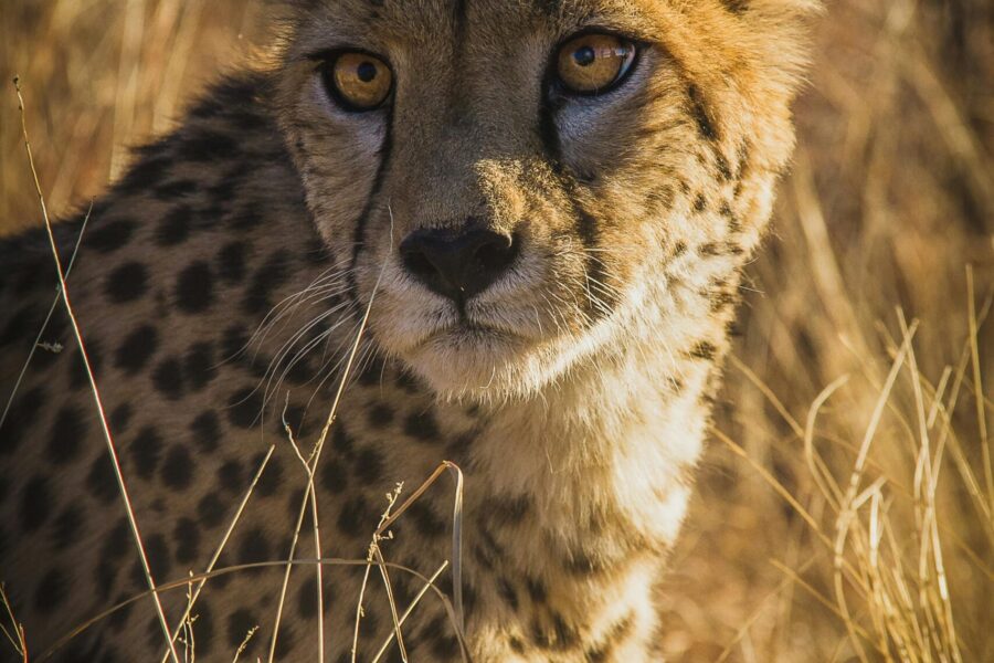 widlife safaris tanzania