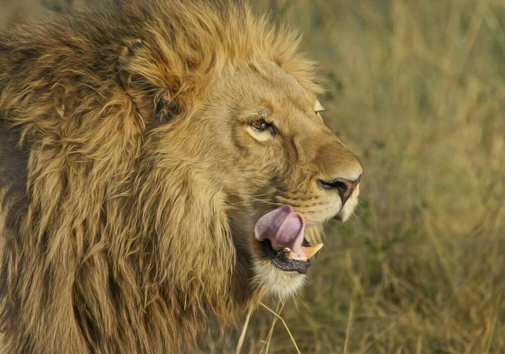 serengeti National Park Serengeti National Park