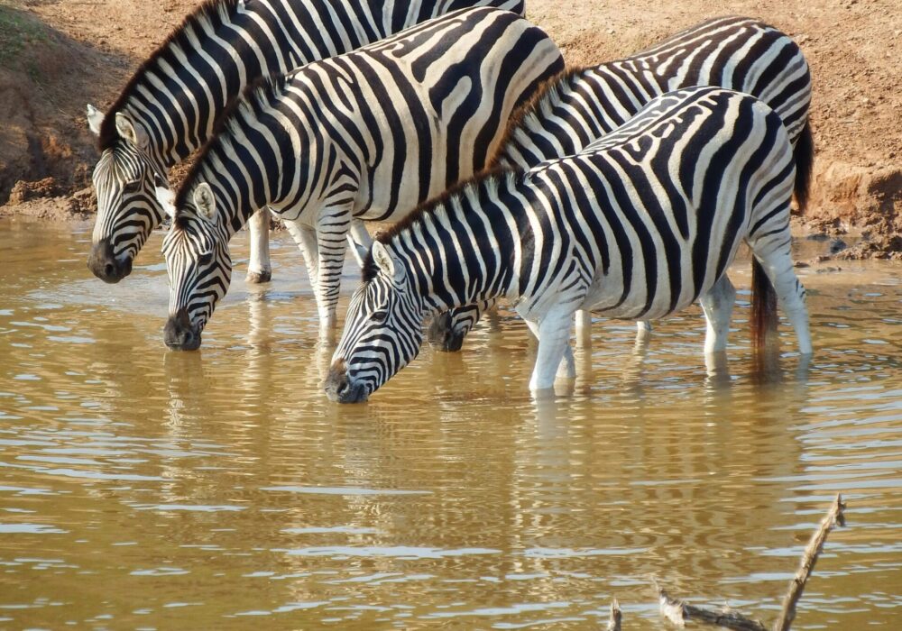 serengeti widlife safaris tanzania