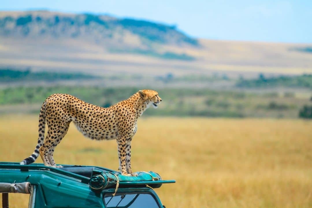 12 Days Serengeti Masai Mara and Gorillas Itinerary