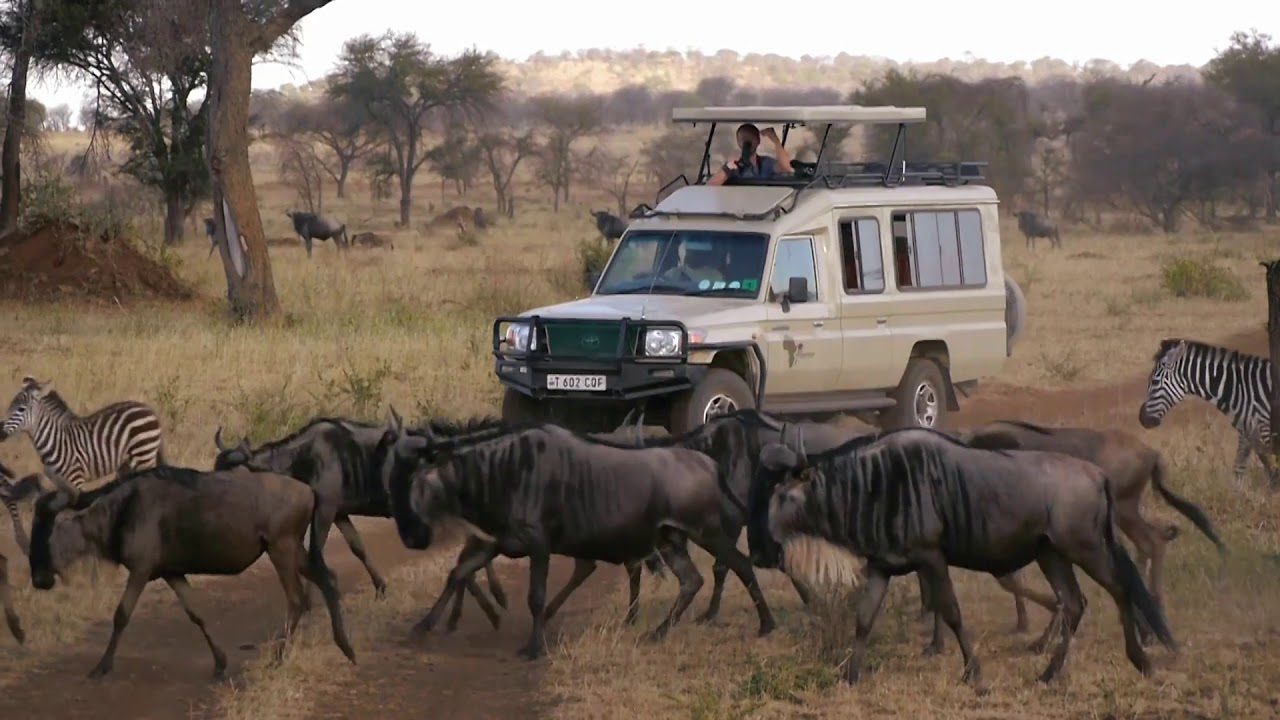 14 Days wildebeest migration gorillas and victoria falls