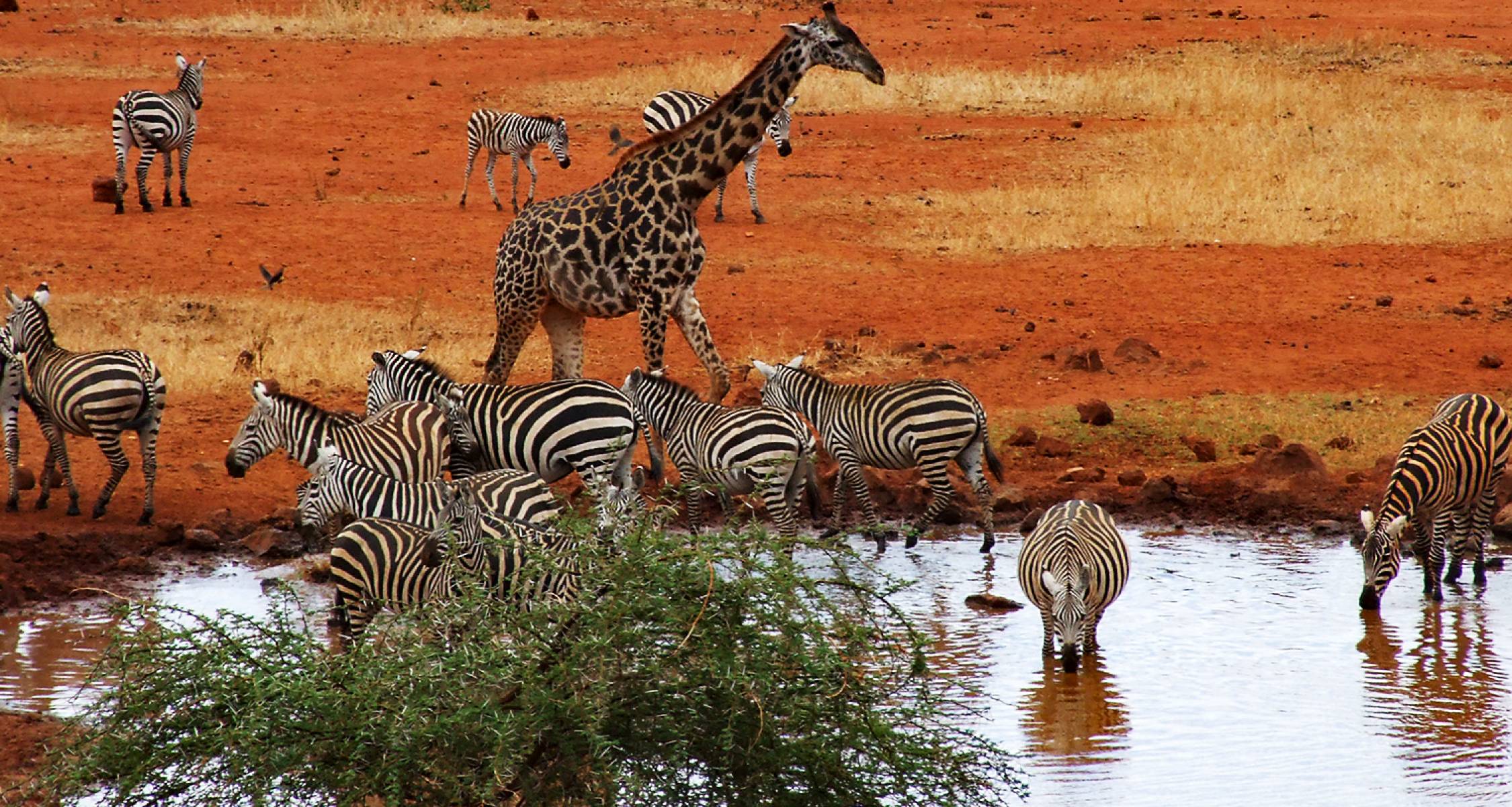 African Safaris Kenya Tanzania