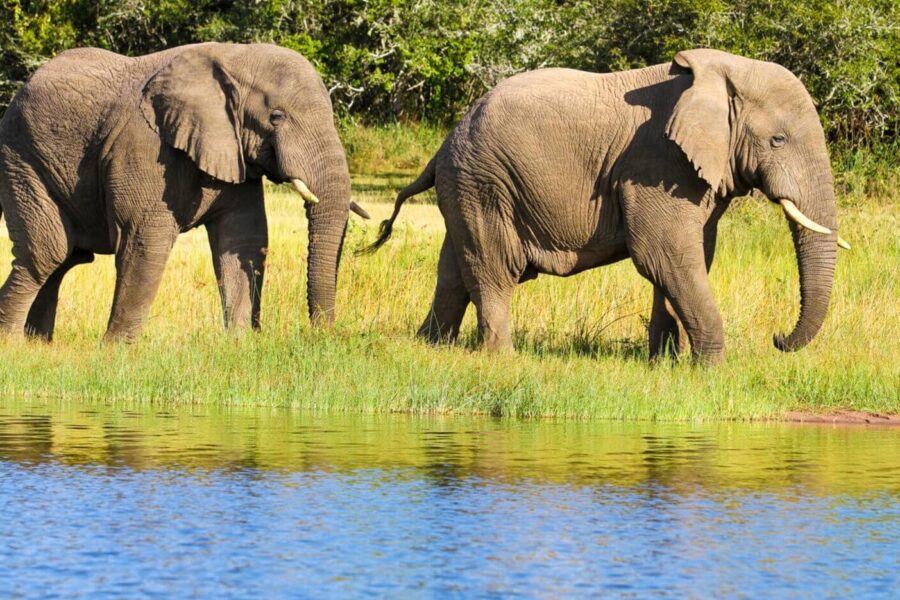 Akagera National Park