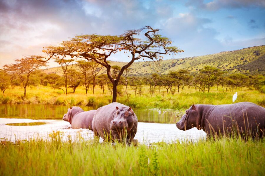 Akagera National Park