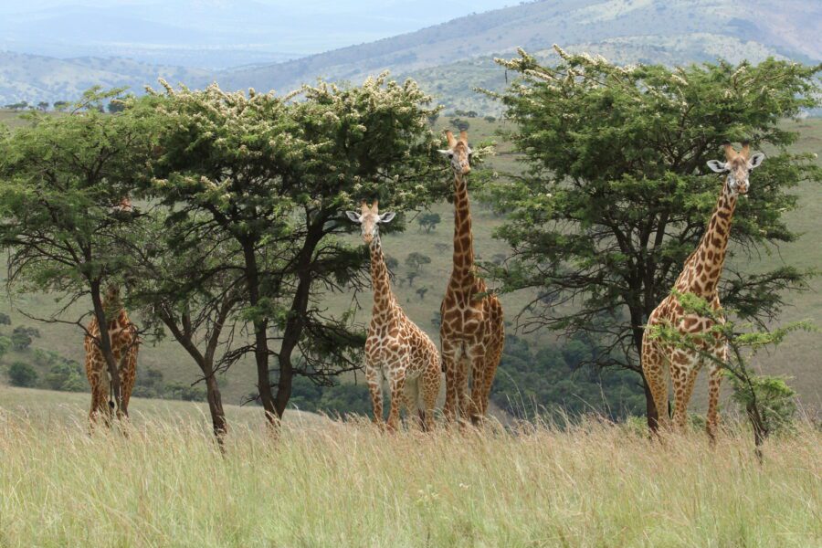 Akagera National Park