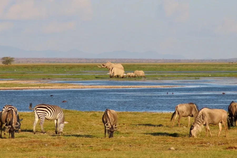 Amboseli National Park 4 Amboseli National Park
