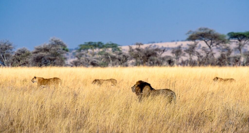 Best Places for Safaris in Tanzania