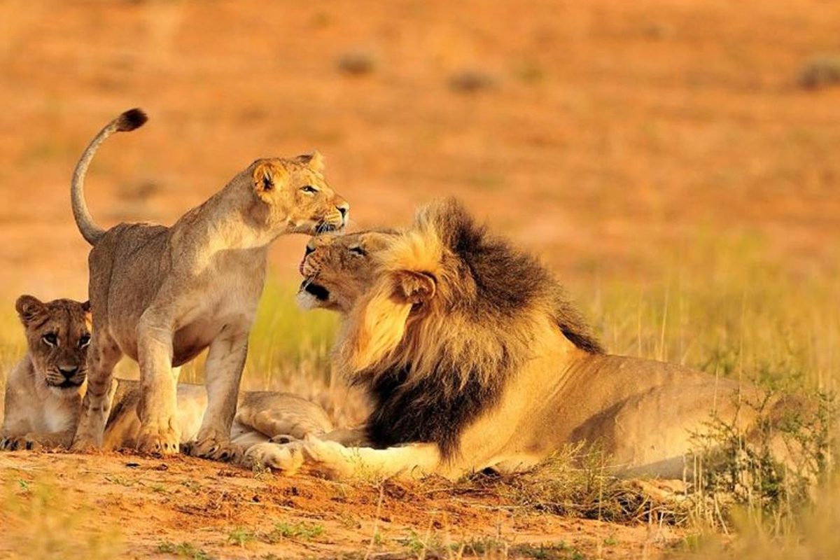 Best Places for Safaris in Tanzania