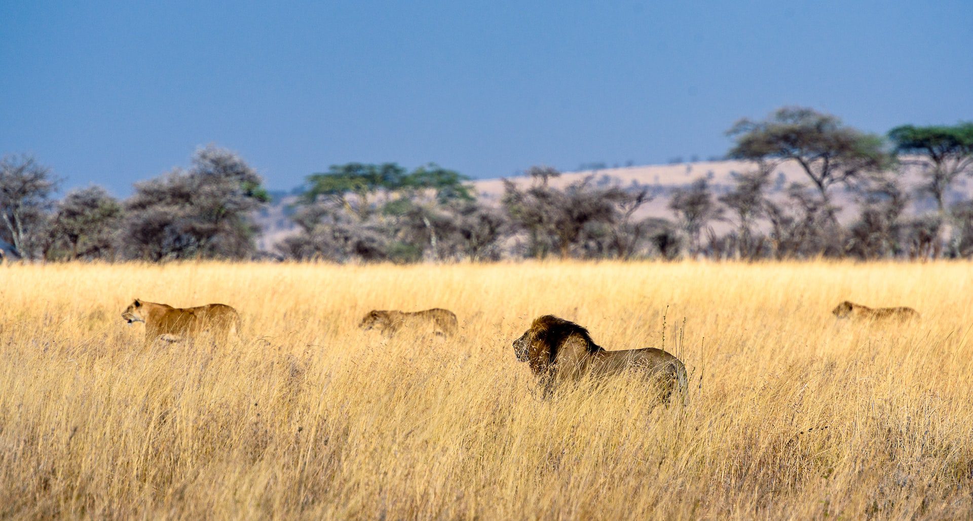 Best Places for Safaris in Tanzania