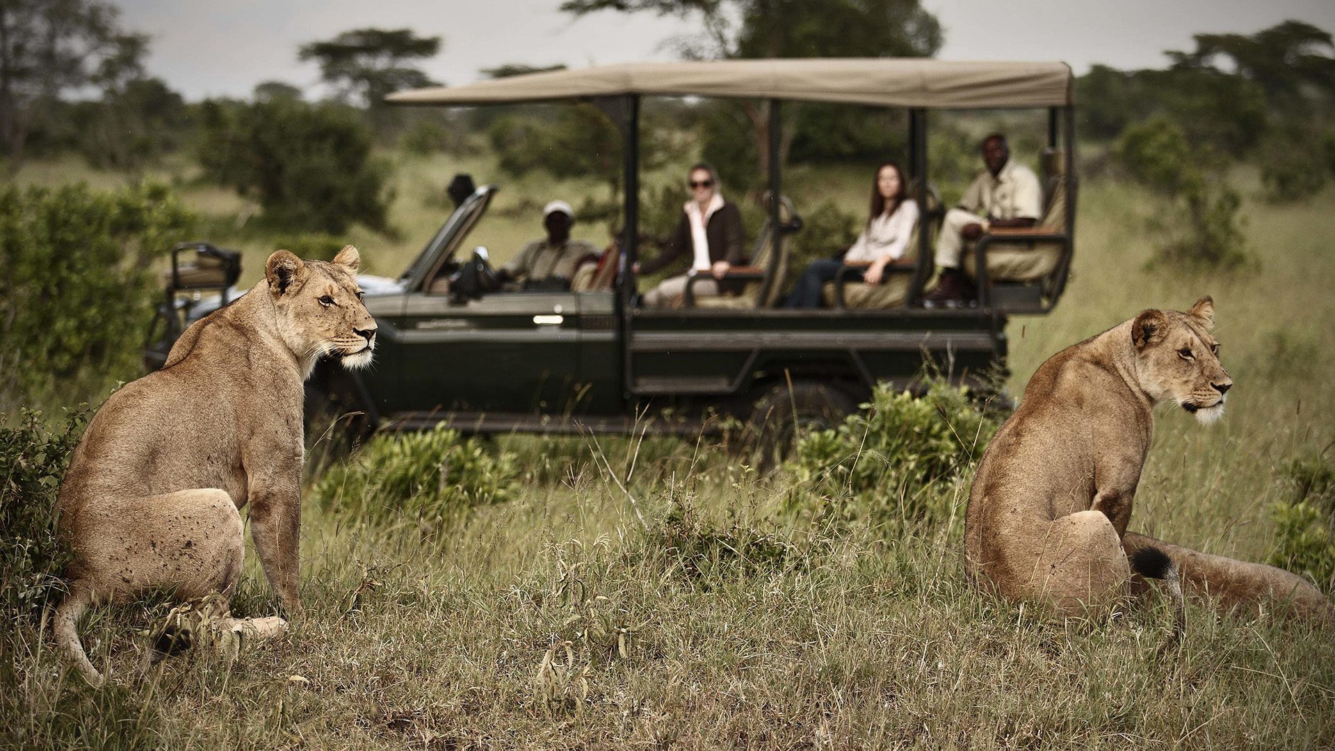 Best Safari Experience in Tanzania